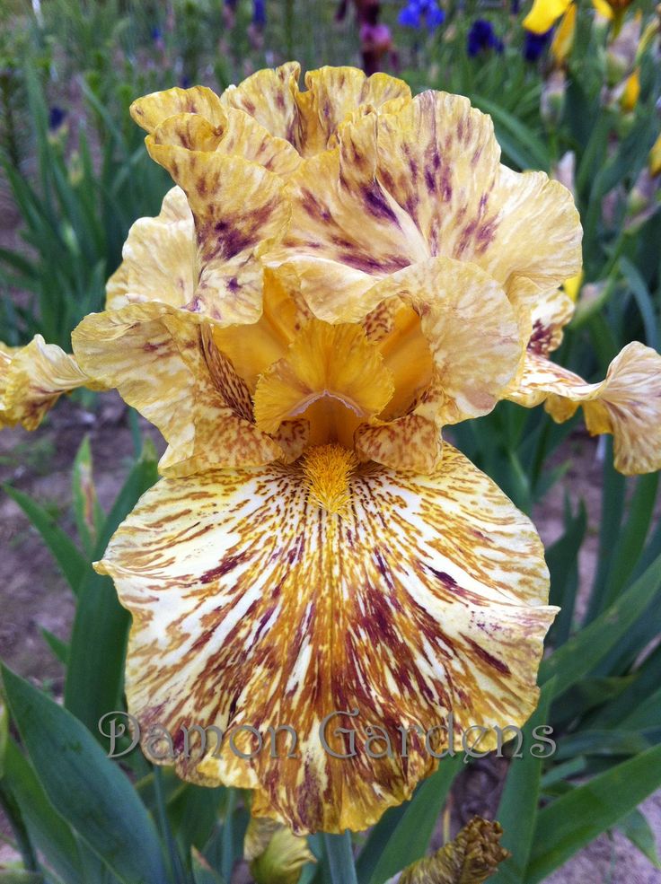 TIGER HONEY